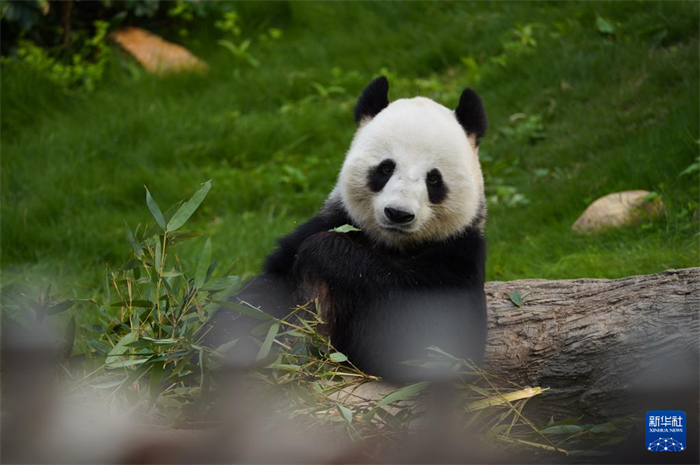 這是居住在香港海洋公園的中央贈(zèng)港大熊貓“樂樂”（2025年1月16日攝）。新華社發(fā)（龍鏡伊攝）