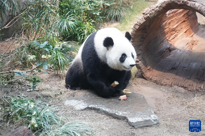 這是居住在香港海洋公園的中央贈(zèng)港大熊貓“可可”（2025年1月16日攝）。新華社記者 褚萌萌 攝