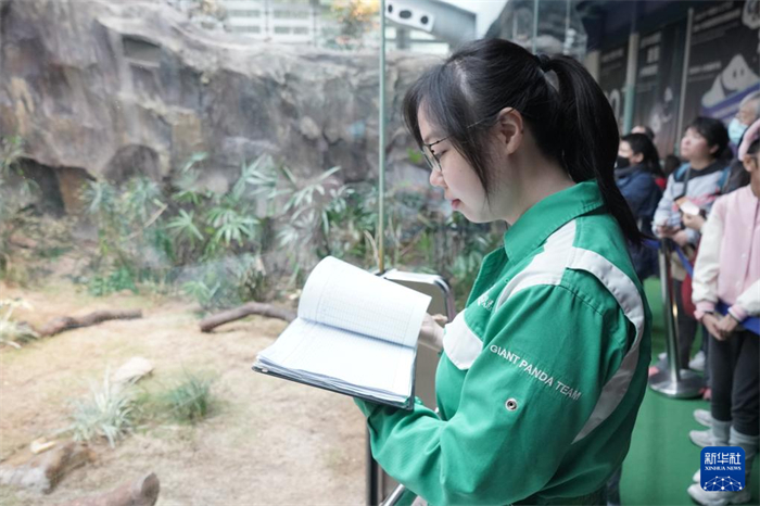 香港海洋公園動(dòng)物部護(hù)理專員劉思穎在賽馬會(huì)四川奇珍館內(nèi)記錄大熊貓的狀況（2025年1月16日攝）。新華社記者 褚萌萌 攝