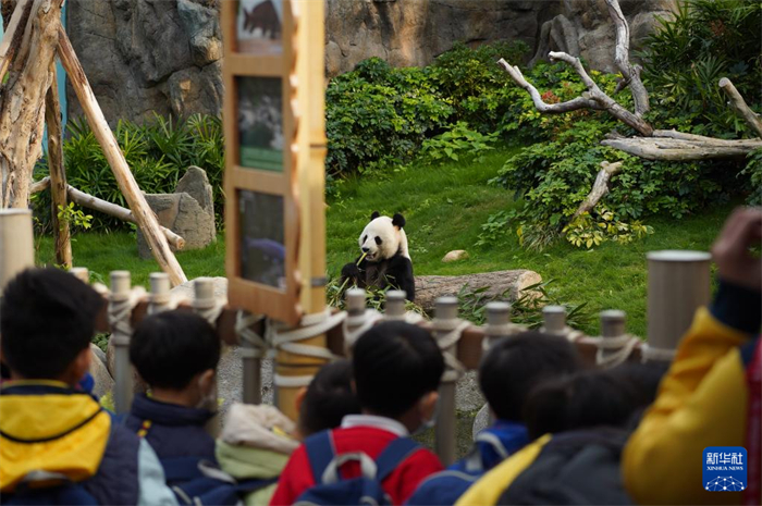 在香港海洋公園，游客觀賞中央贈(zèng)港大熊貓“樂樂”（2025年1月16日攝）。新華社發(fā)（龍鏡伊攝）
