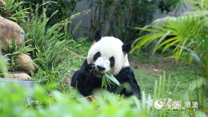 大熊貓爸爸“開開”正在享用早餐。人民網 吳宇揚揚攝
