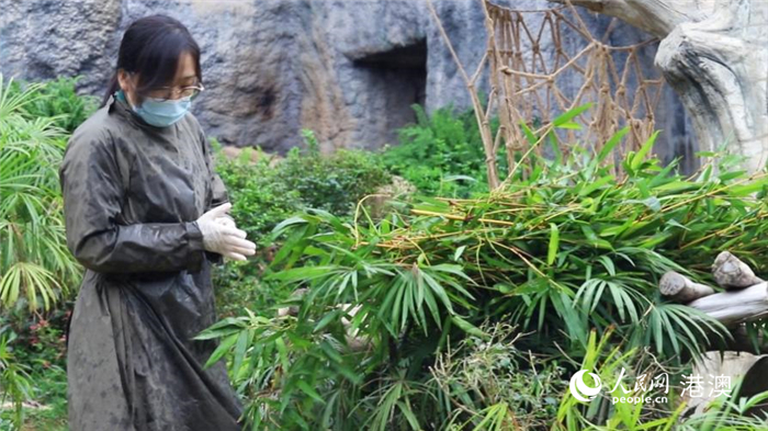 莫詠嫻正在大熊貓館工作。人民網 吳宇揚揚攝