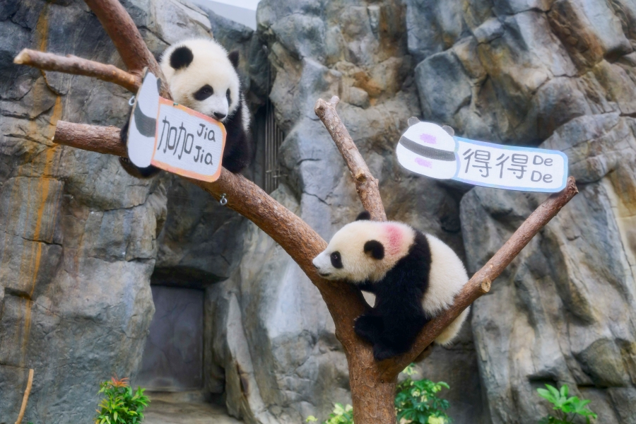 香港大熊貓龍鳳胎寶寶正式取名為“加加”和“得得”。香港海洋公園供圖