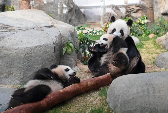   3月21日，在香港海洋公園，大熊貓“盈盈”和龍鳳胎寶寶在一起。新華社記者 陳鐸 攝