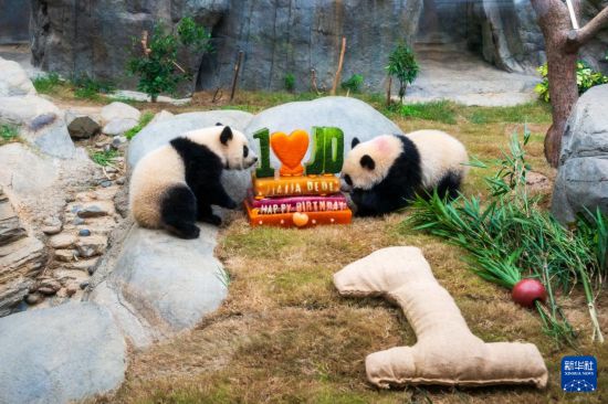   8月15日，大熊貓寶寶“加加”（左）“得得”在吃生日“蛋糕”。新華社記者 朱煒 攝